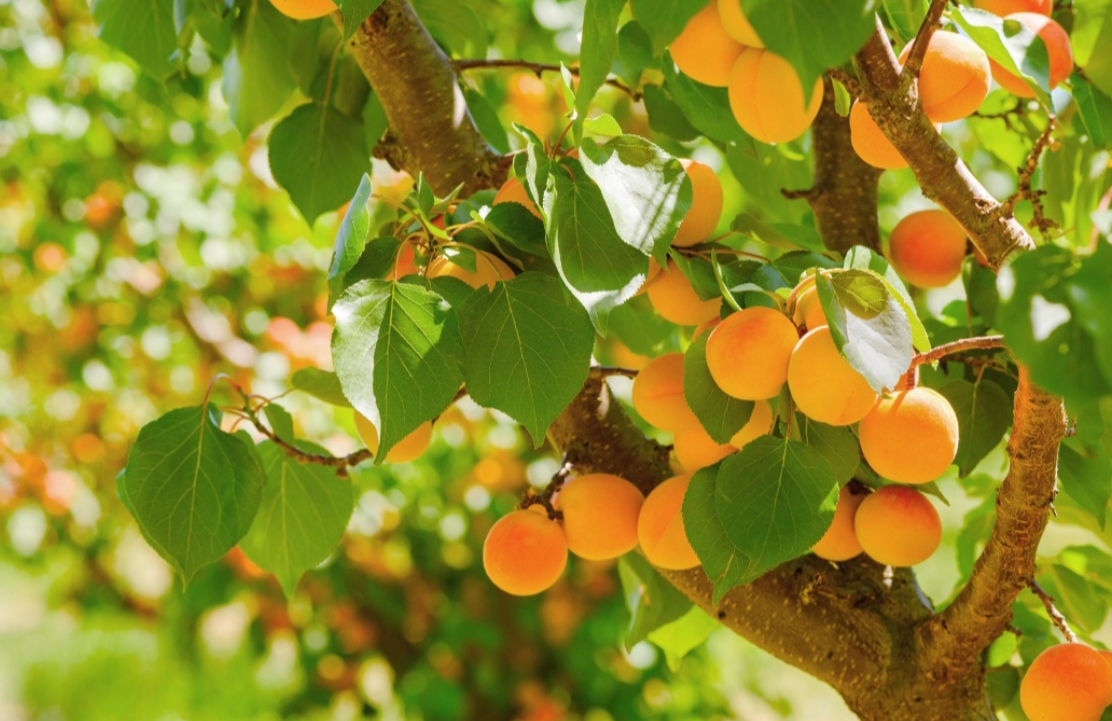 فروش زردآلو