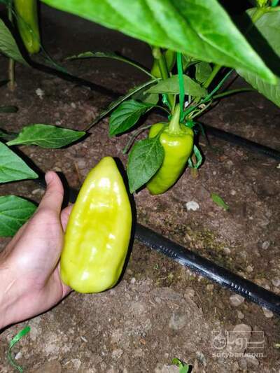 فروش فلفل پستونکی