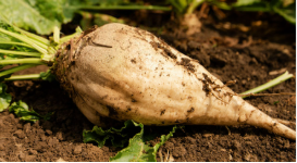 فروش چغندر قند