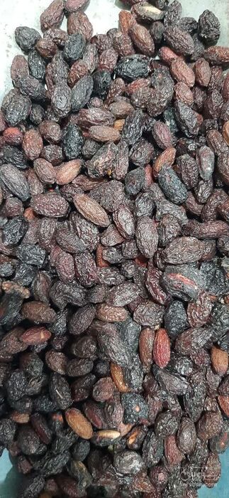 فروش زغال اخته خشک