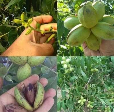 فروش نهال گردوپکان