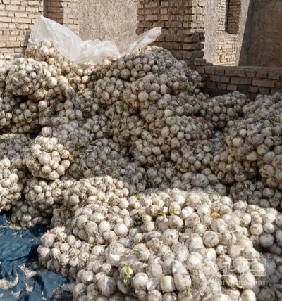 فروش پیاز سفید