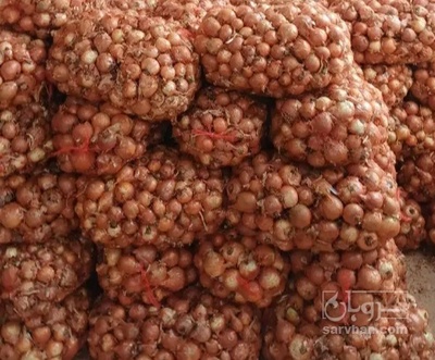 فروش پیاز زرد