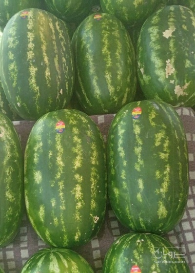 فروش هندوانه