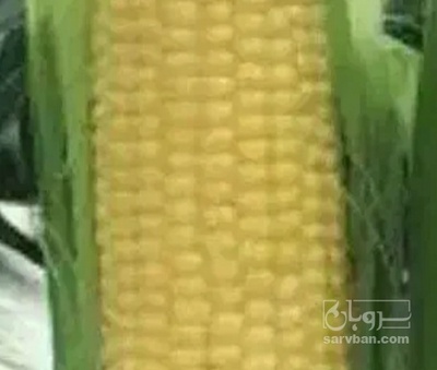 فروش ذرت علوفه ای