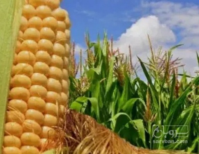فروش ذرت