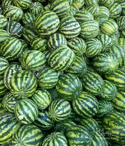 فروش هندوانه