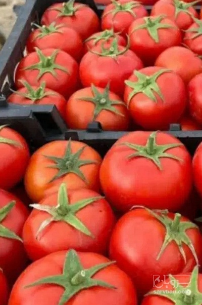 فروش گوجه فرنگی