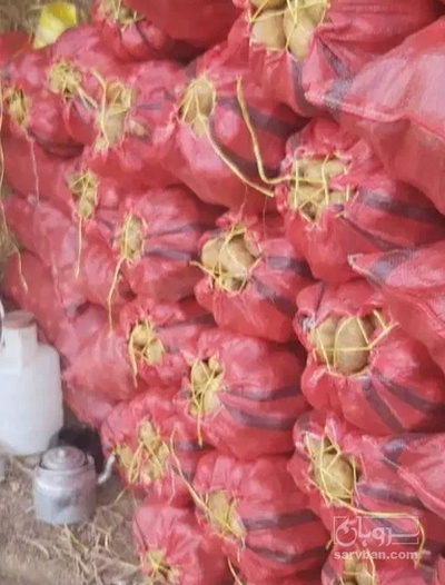 فروش سیب زمینی