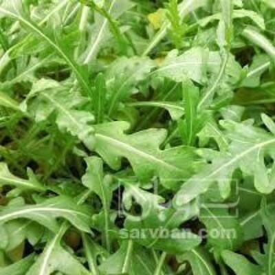 فروش راکولا