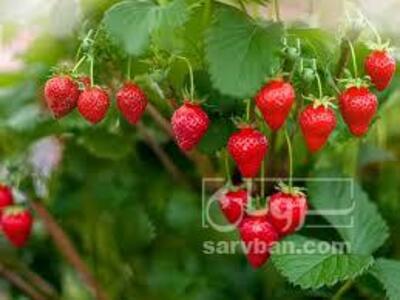 فروش توت فرنگی