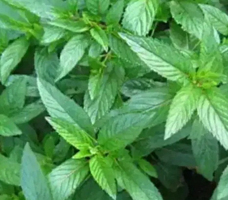 فروش عرق نعناع