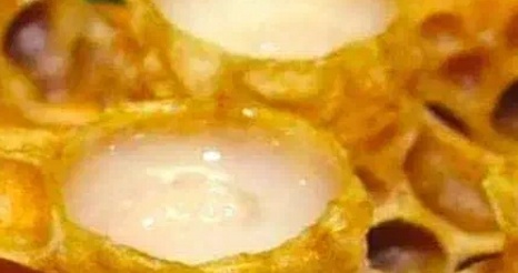 فروش ژل رویال