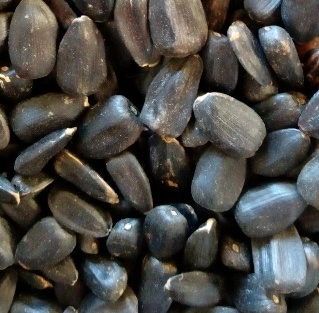 فروش تخمه طوطی