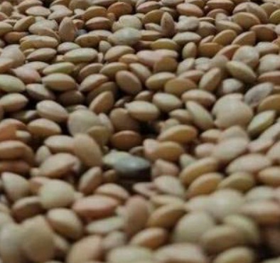 فروش عدس دامی