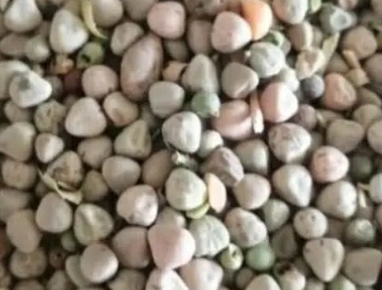 فروش گاودانه - کرسنه  - کوروشنه