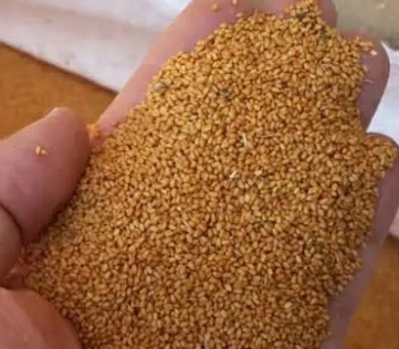 فروش کاملینا (کتان‌کش)