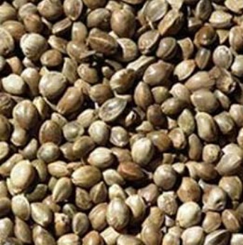 فروش شاه دانه