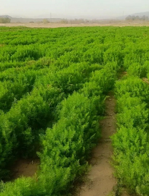 فروش شوید تازه