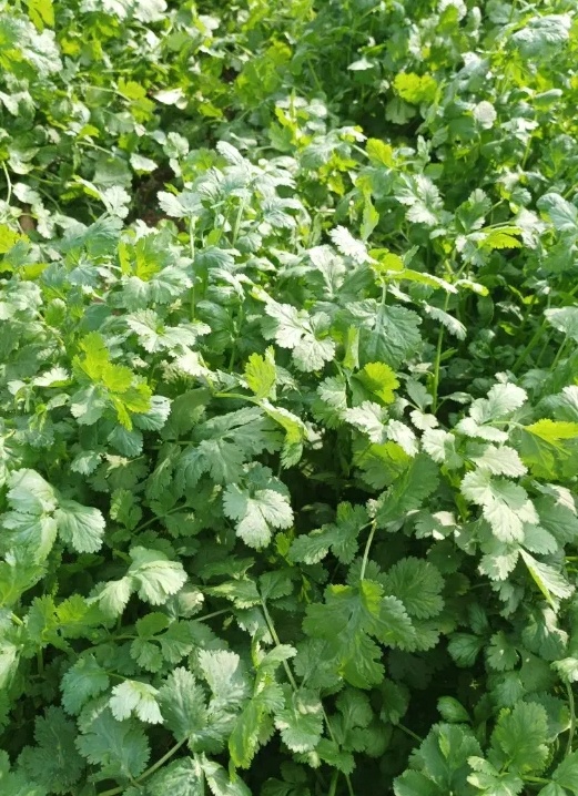 فروش جعفری تازه