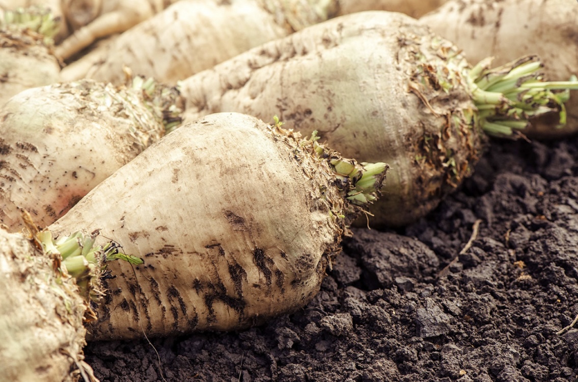 فروش چغندر قند