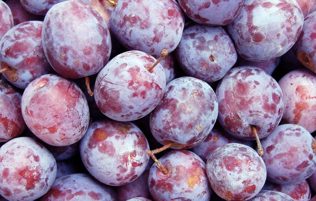 فروش آلوقرمز