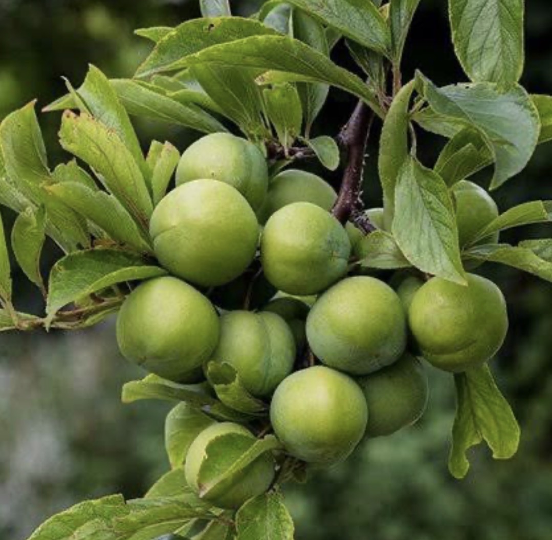 فروش گوجه سبز