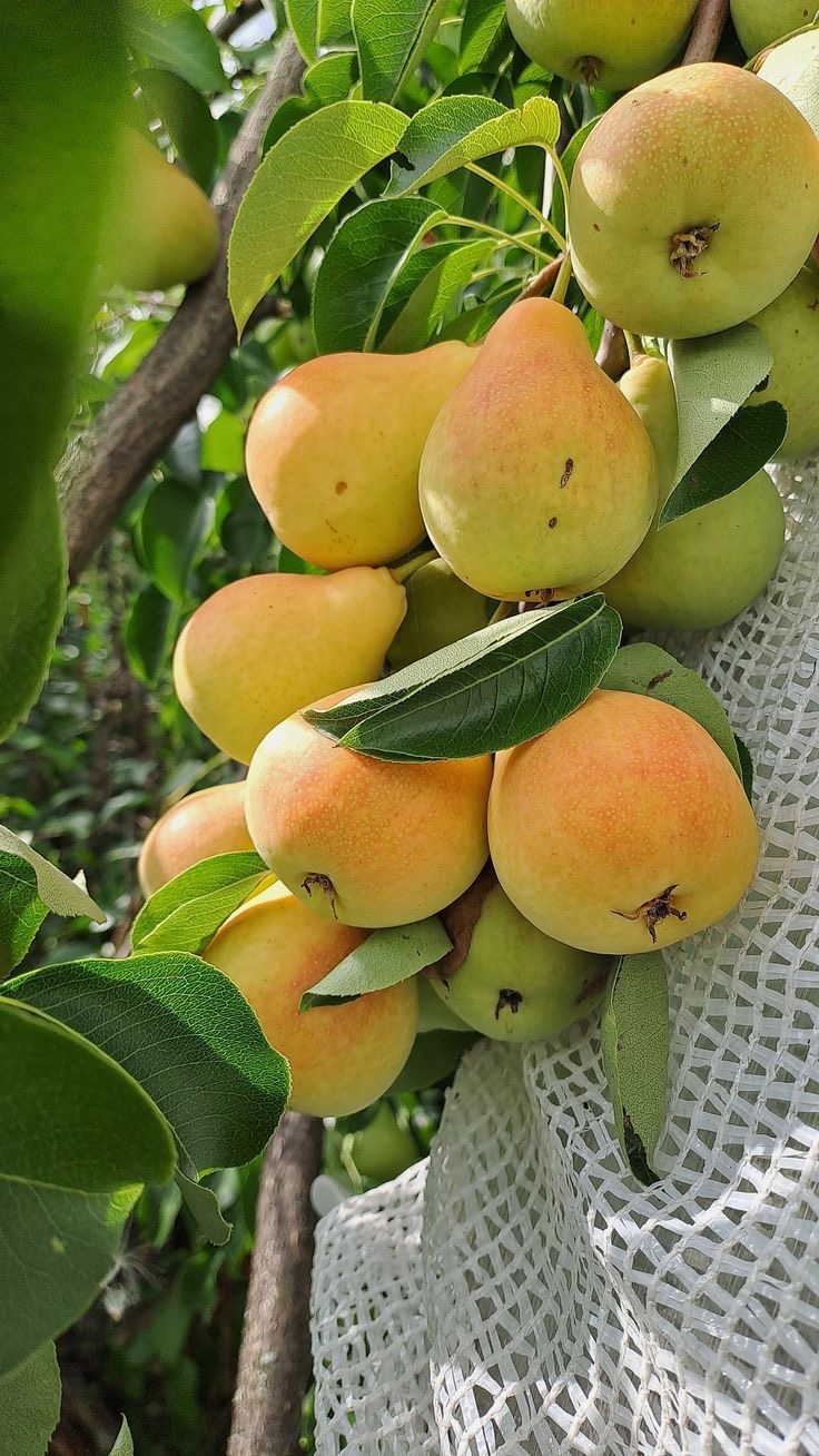 فروش گلابی اسپادانا زودرس