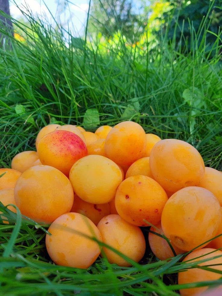 فروش زردآلو