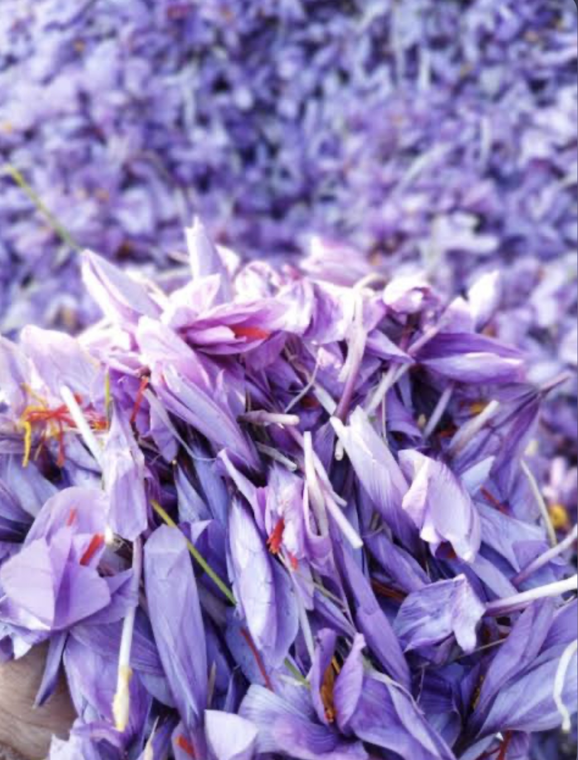 فروش زعفران (گیاه‌ دارویی)