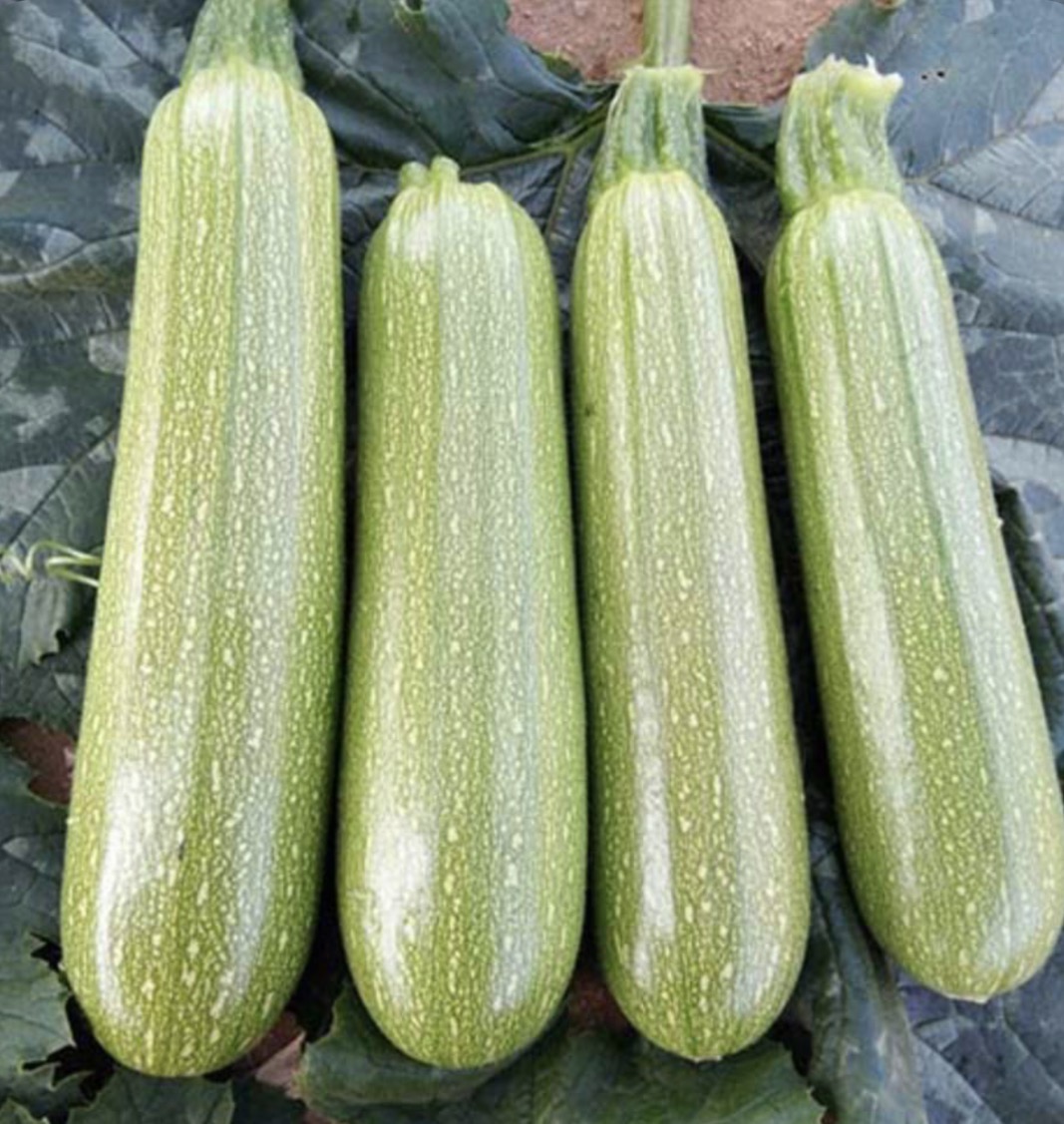 فروش کدو  سبز