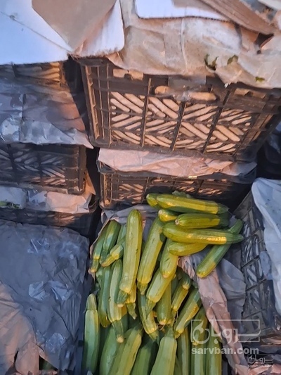 فروش کدو  سبز