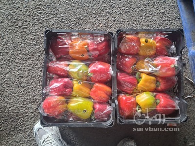 فروش فلفل دلمه ای