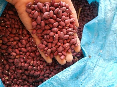 فروش لوبیا قرمز