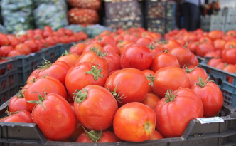 فروش گوجه فرنگی