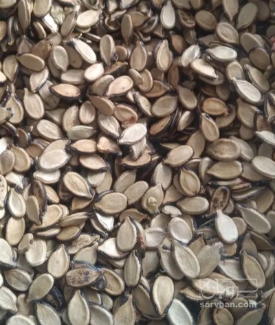 فروش تخمه هندوانه بو داده