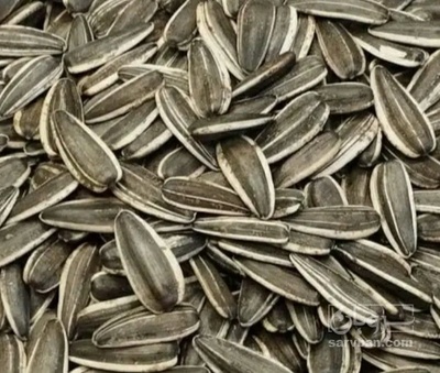 فروش تخمه آفتابگردان بود داده