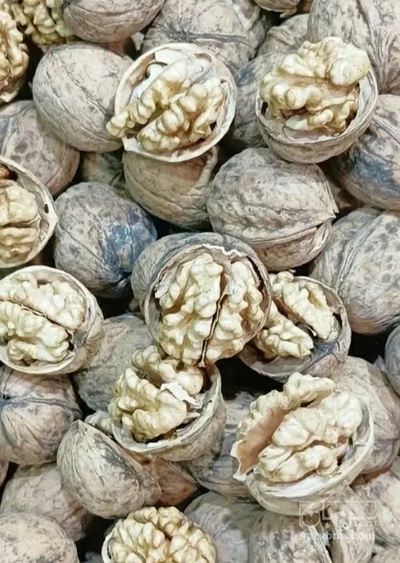 فروش گردو
