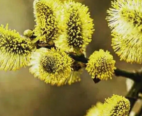 فروش عرق بیدمشک