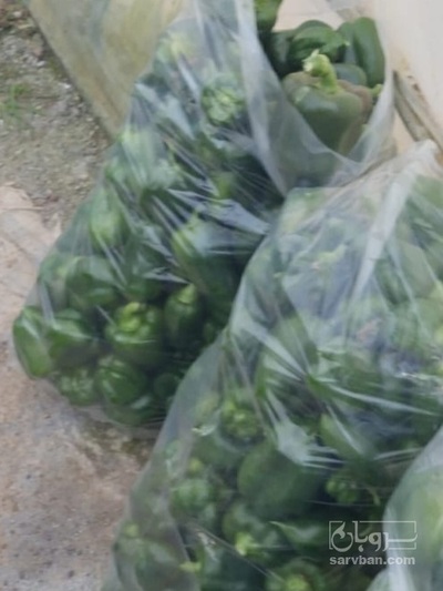 فروش فلفل دلمه ای