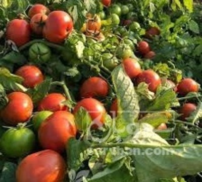 فروش گوجه فرنگی