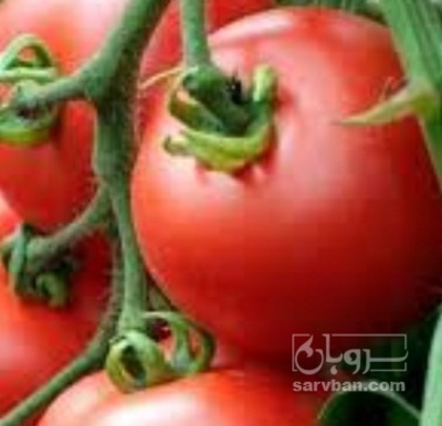 فروش گوجه فرنگی
