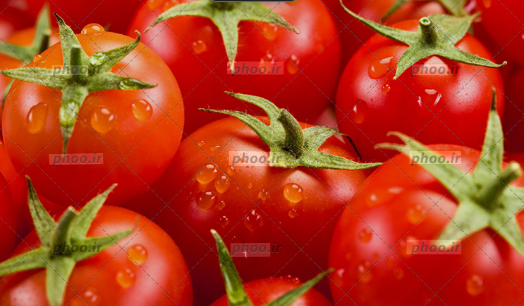 فروش گوجه فرنگی