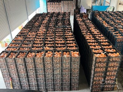 فروش پرتقال تامسون