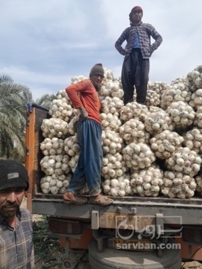 فروش پیازسفید