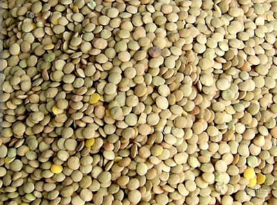 فروش عدس