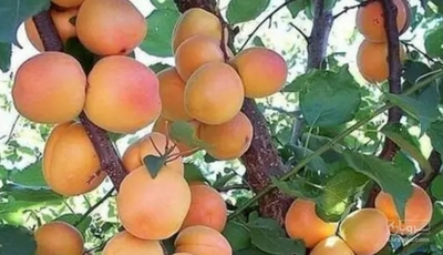 فروش زردآلو