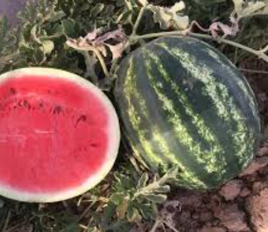 فروش هندوانه