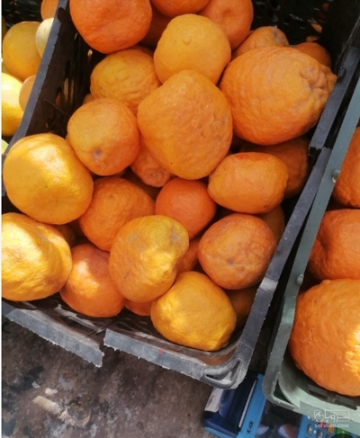 فروش پرتقال