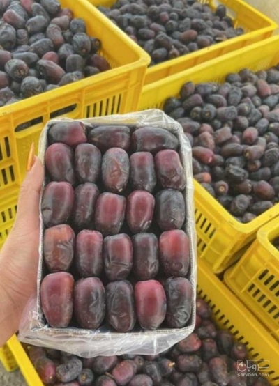 فروش خرما